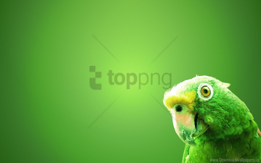green parrot wallpaper background best stock photos - Image ID 162281