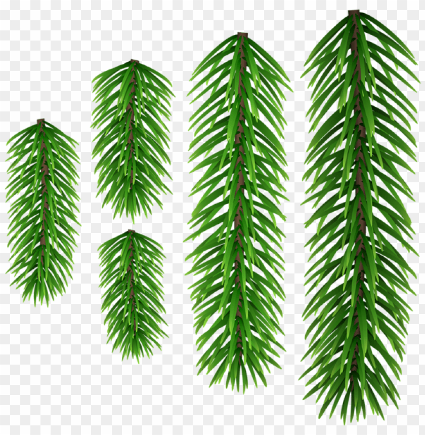 green pine branches PNG Images 41440
