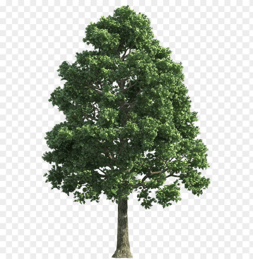 art, clip, green, realistic, tree