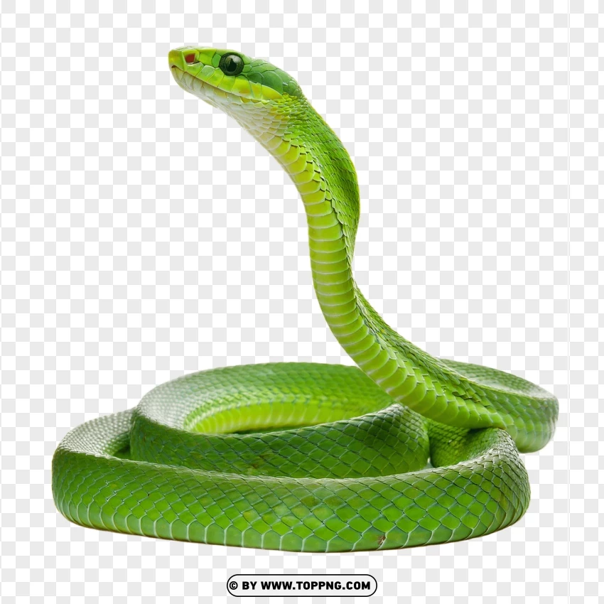 Single Green Snake In Coiled Pose PNG Transparent Background