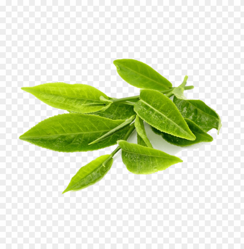 green tea PNG images with transparent backgrounds - Image ID 6256