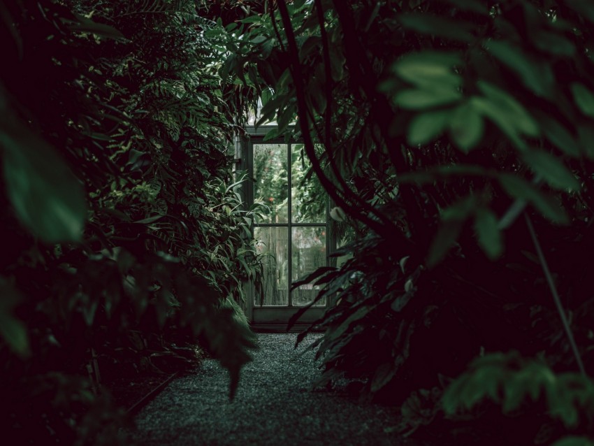 greenhouse, door, plants, green, dark