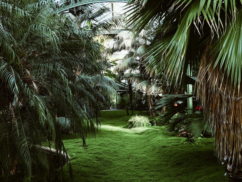 greenhouse, palm trees, tropical, plants, green
