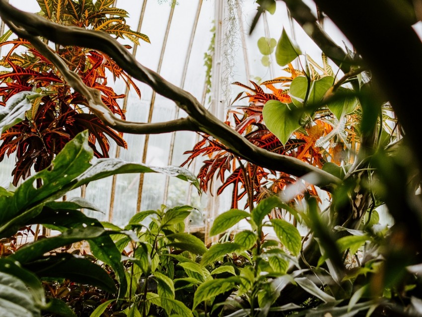 greenhouse, plants, green, branches, leaves