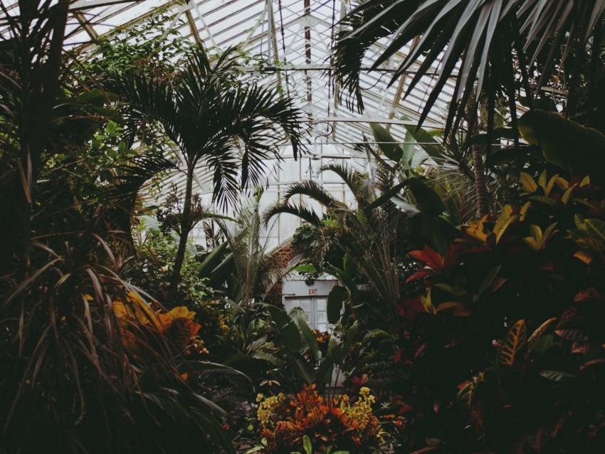 greenhouse, plants, leaves, vegetation