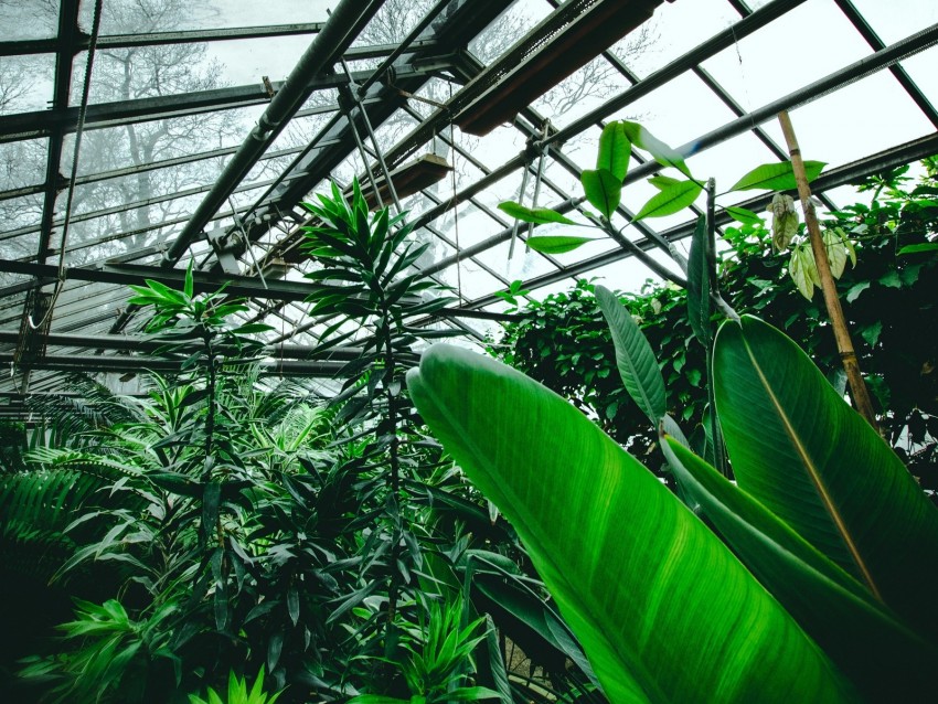 greenhouse, plants, tropical, leaves, green