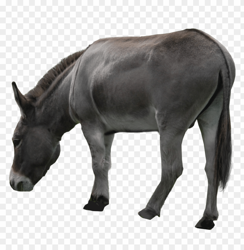 
donkey
, 
grey donkey
, 
ass
, 
burro
, 
jackass
, 
 neddy
, 
dicky
