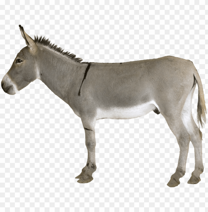 
donkey
, 
grey donkey
, 
ass
, 
burro
, 
jackass
, 
neddy
, 
dicky
