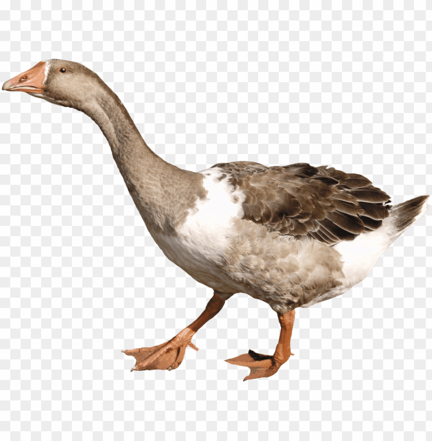 animals, ducks, grey duck, 