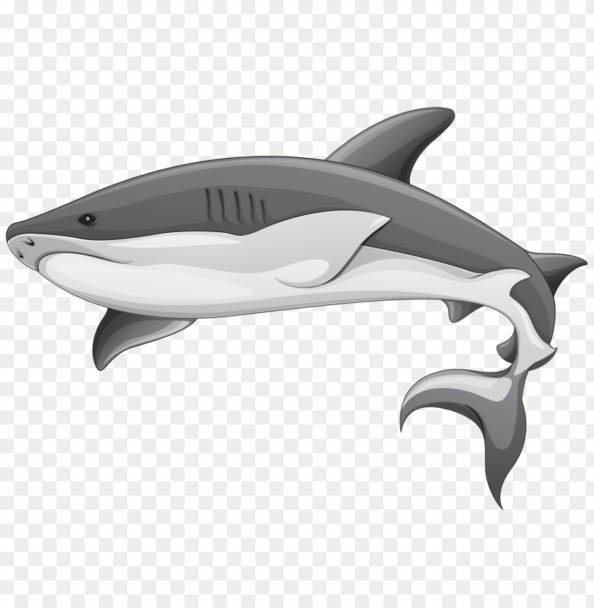 grey, shark