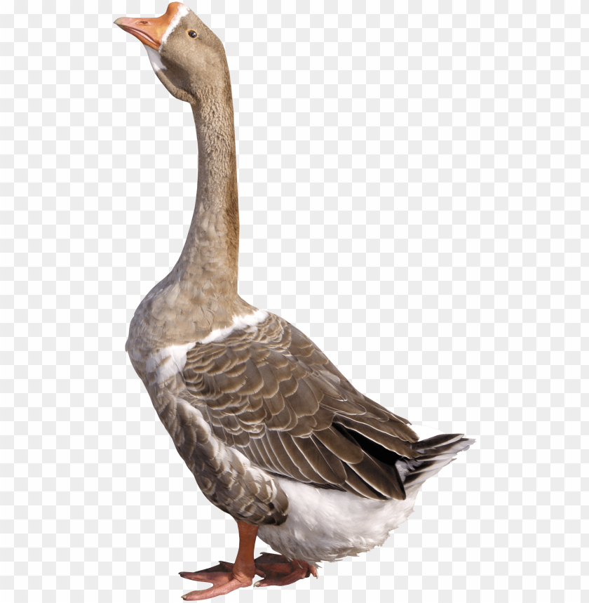 Download Grey Young Goose Png Images Background