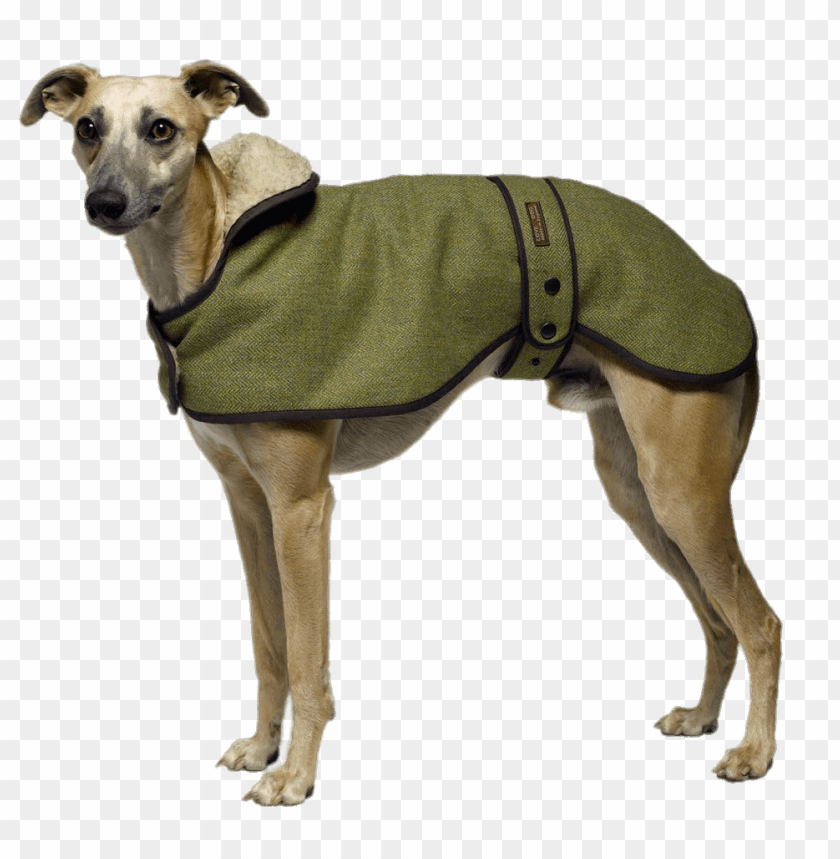 free PNG Download greyhound wearing a coat png images background PNG images transparent