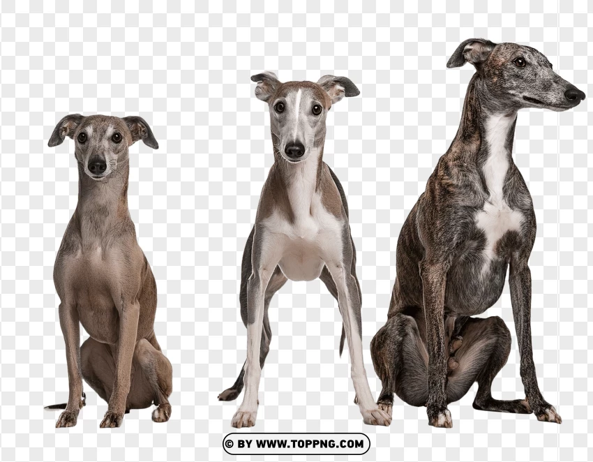 Set Of Greyhounds In Dynamic Motion PNG Transparent Background