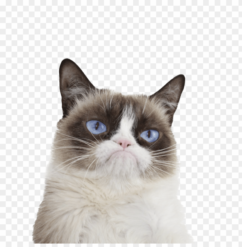 grumpy cat blue eyes PNG image with transparent background@toppng.com