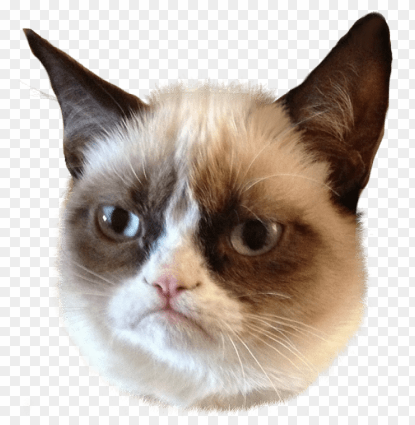 free PNG grumpy cat head PNG image with transparent background PNG images transparent