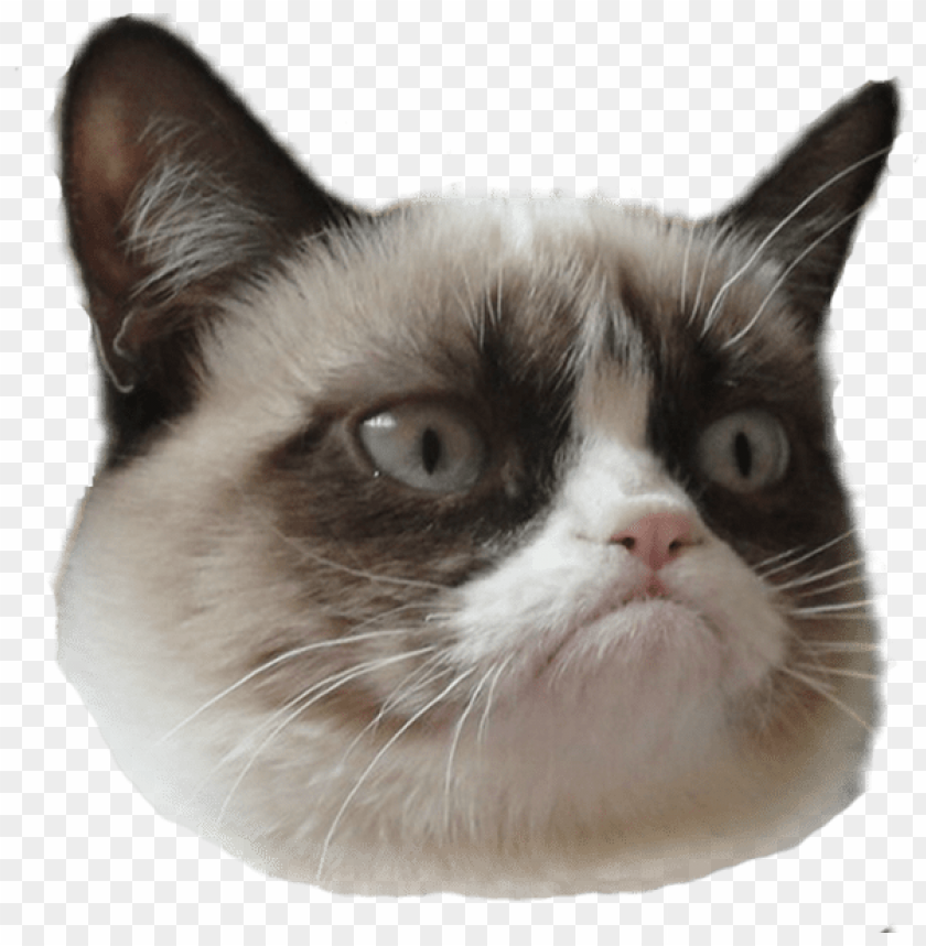 grumpy cat head right PNG image with transparent background@toppng.com