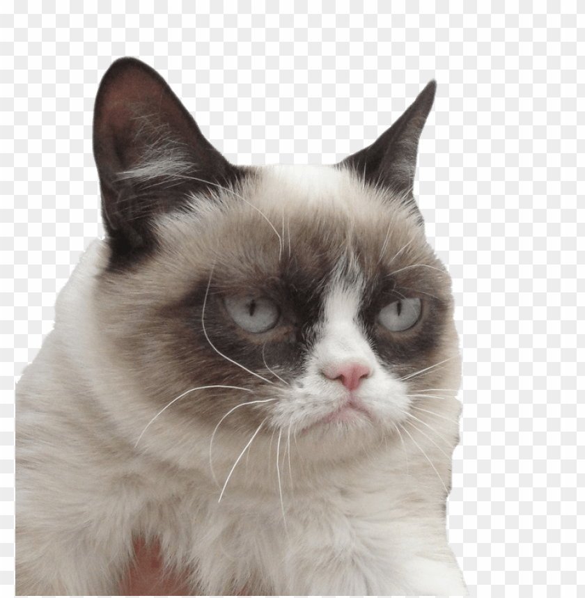 free PNG grumpy cat i dare you PNG image with transparent background PNG images transparent