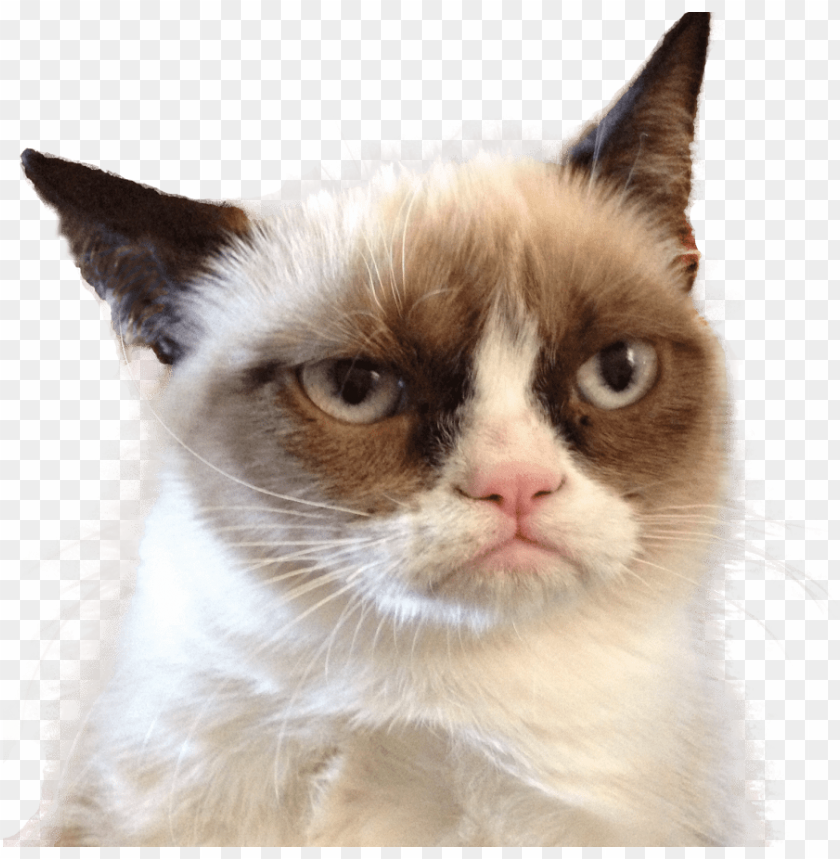 free PNG grumpy cat looking right PNG image with transparent background PNG images transparent