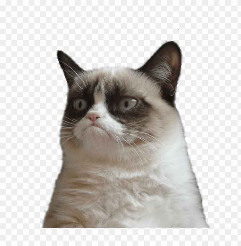 free PNG grumpy cat no PNG image with transparent background PNG images transparent