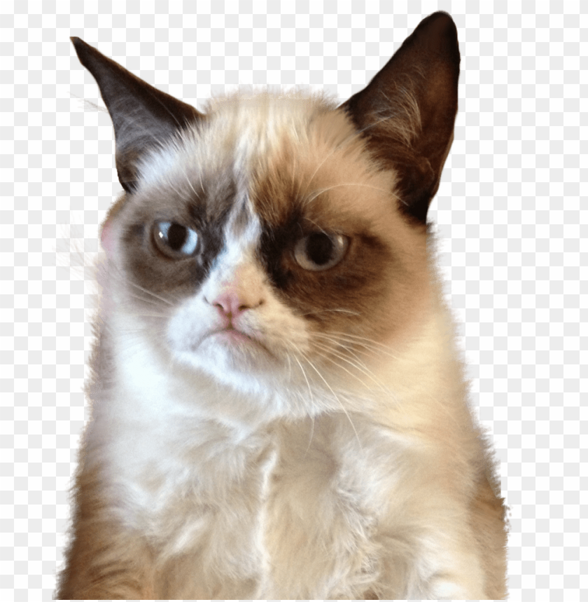 Grumpy Cat Upset PNG Transparent With Clear Background ID 473557