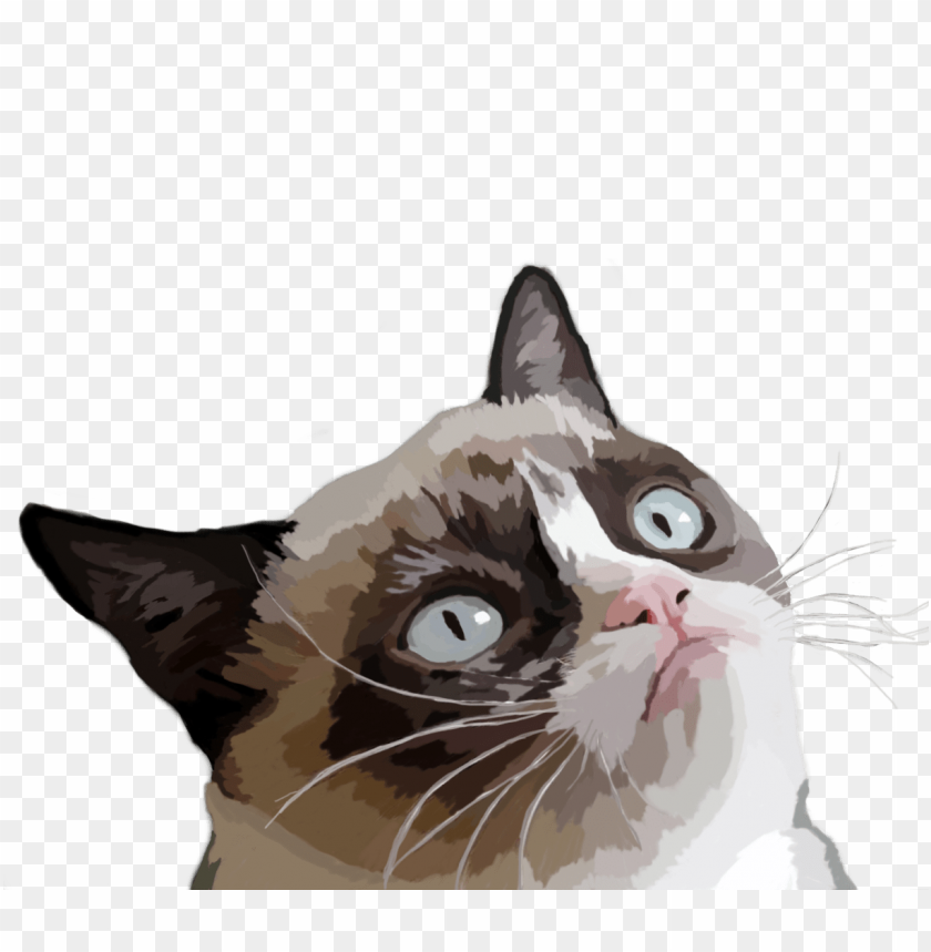 grumpy cat vector illustration PNG image with transparent background@toppng.com