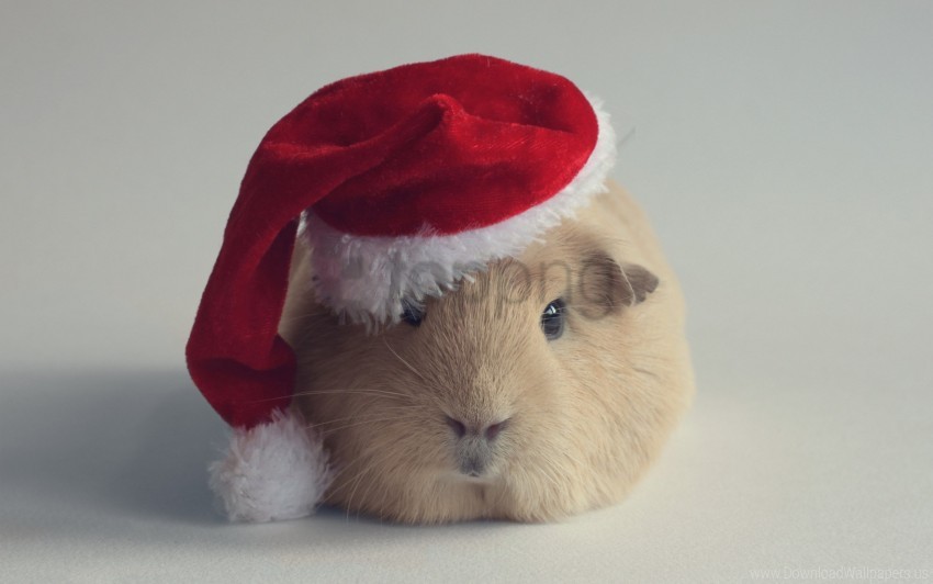 guinea pig, hat, new year wallpaper