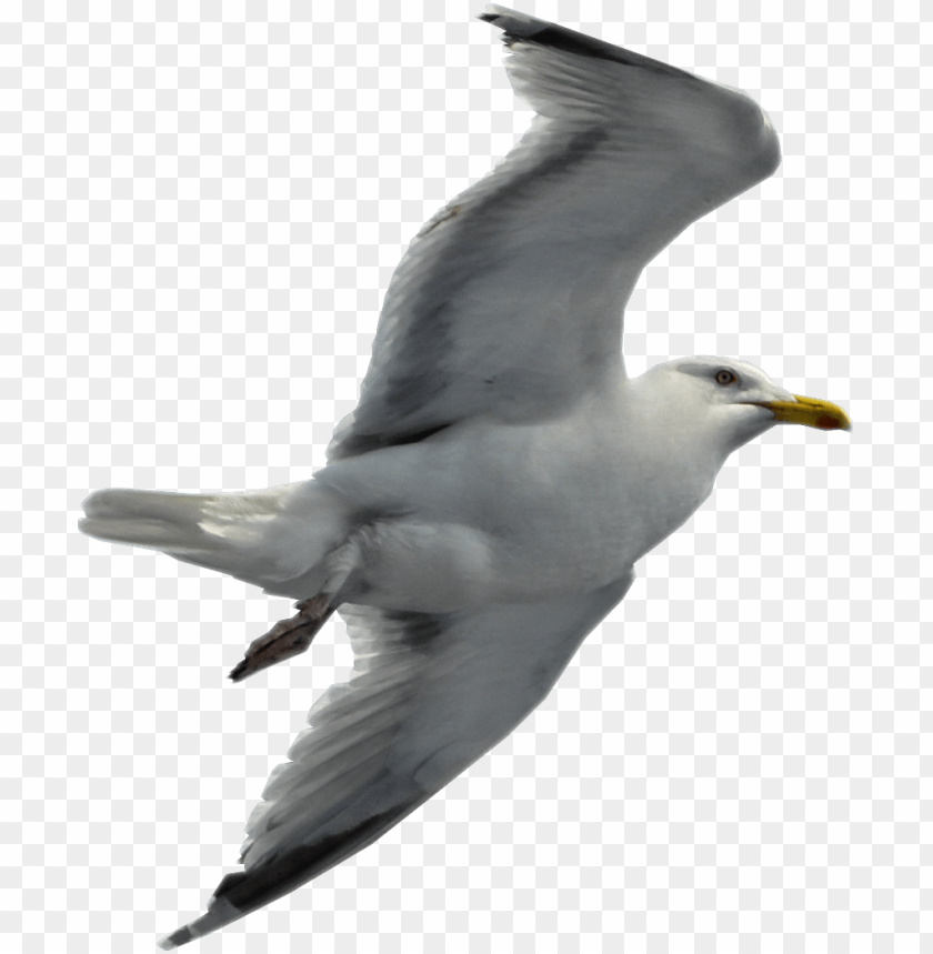 gull png,gull,gull transparent background,gull file png,gull clipart,gull png images,gull png clipart