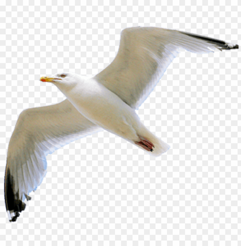 gull png,gull,gull transparent background,gull file png,gull clipart,gull png images,gull png clipart