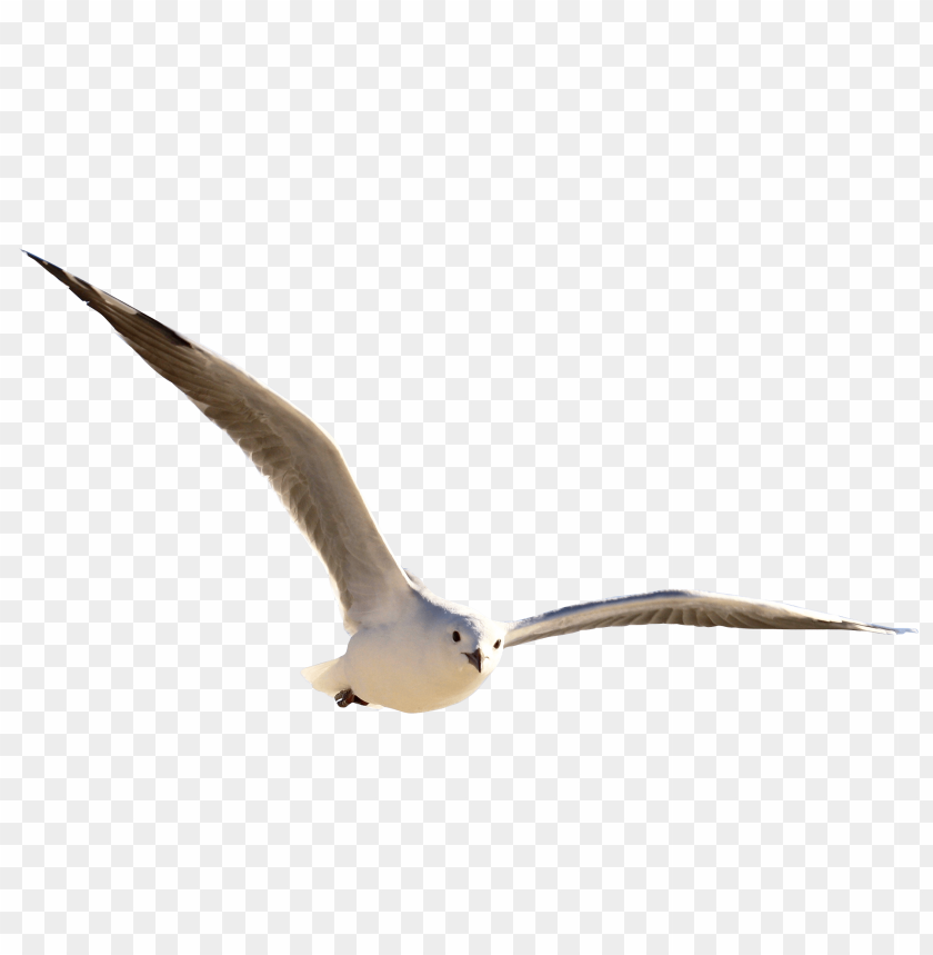 bird, seagull, gull