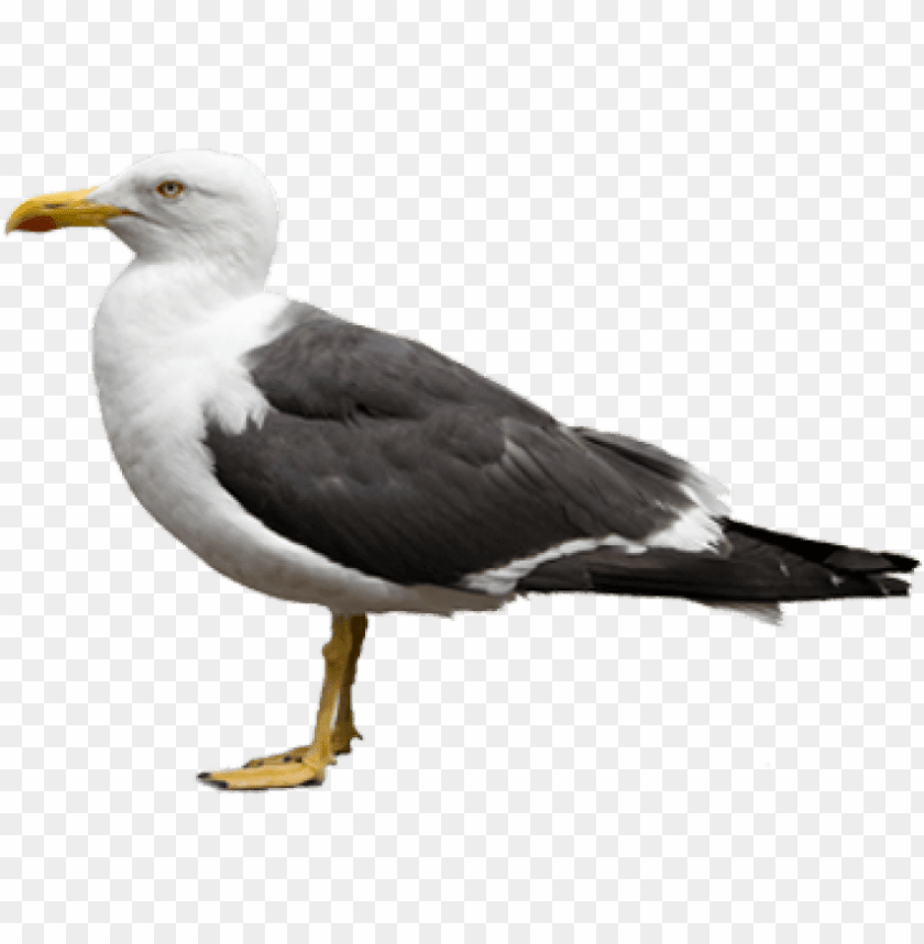 gull,animals