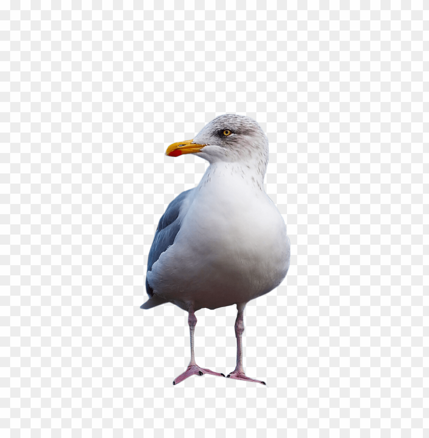 
gull
, 
seagull
, 
bird
