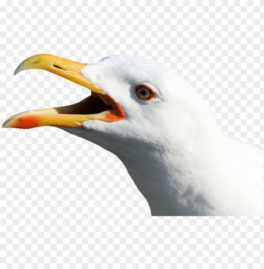 buy now button, resident evil 7, seagull