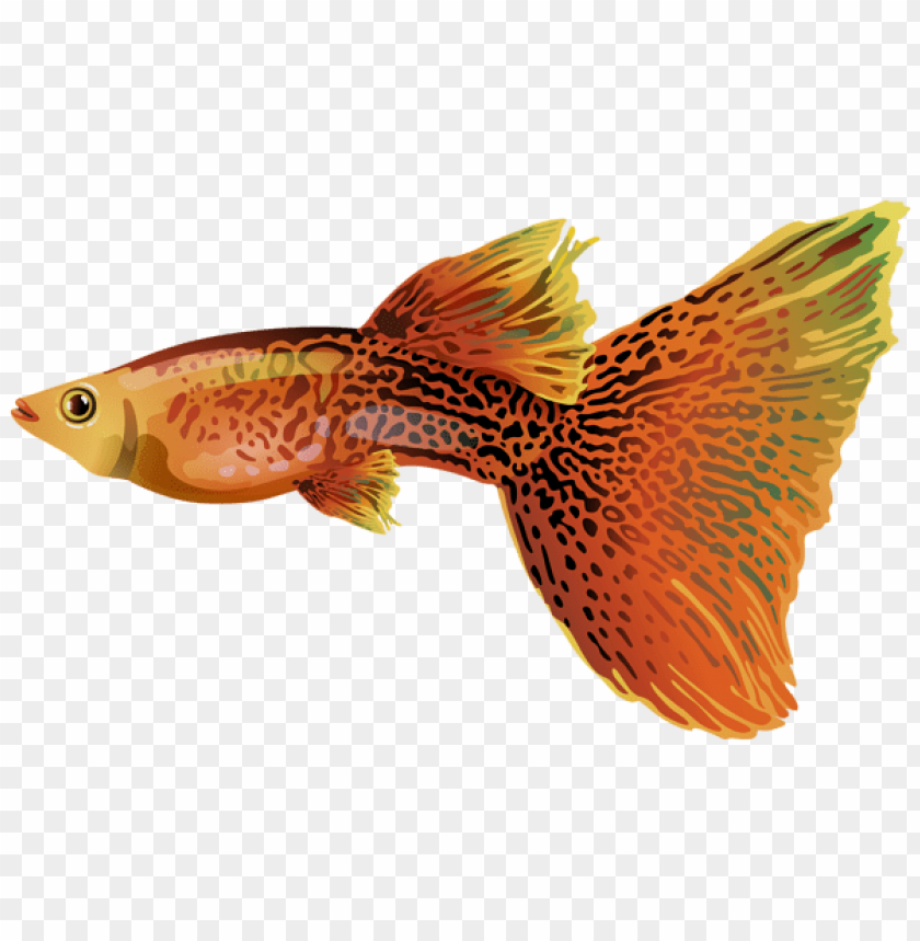 free PNG Download guppy clipart png photo   PNG images transparent
