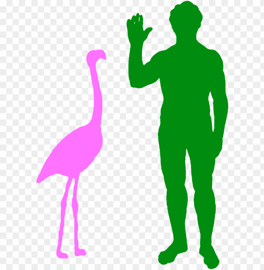 human figure, human body, human silhouette, human brain, human, flamingo