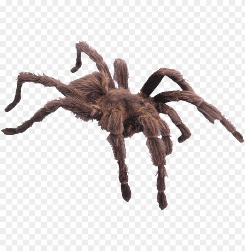 animals, insects, spiders, hairy brown spider, 