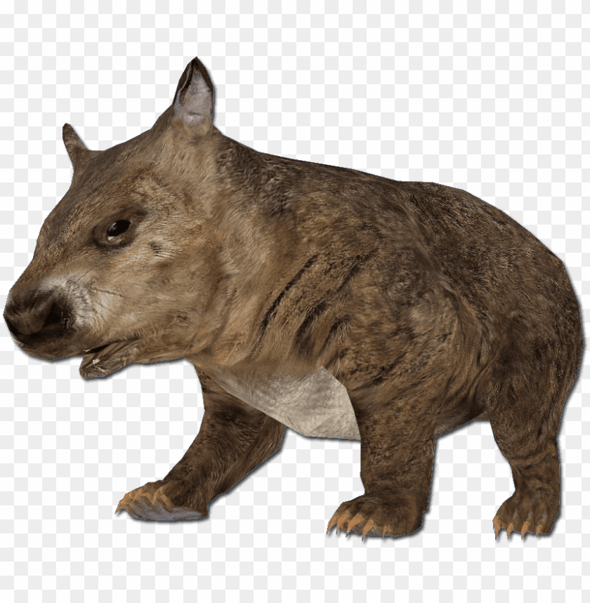 Download Hairy Nosed Wombat Png Images Background Toppng - wombat run roblox