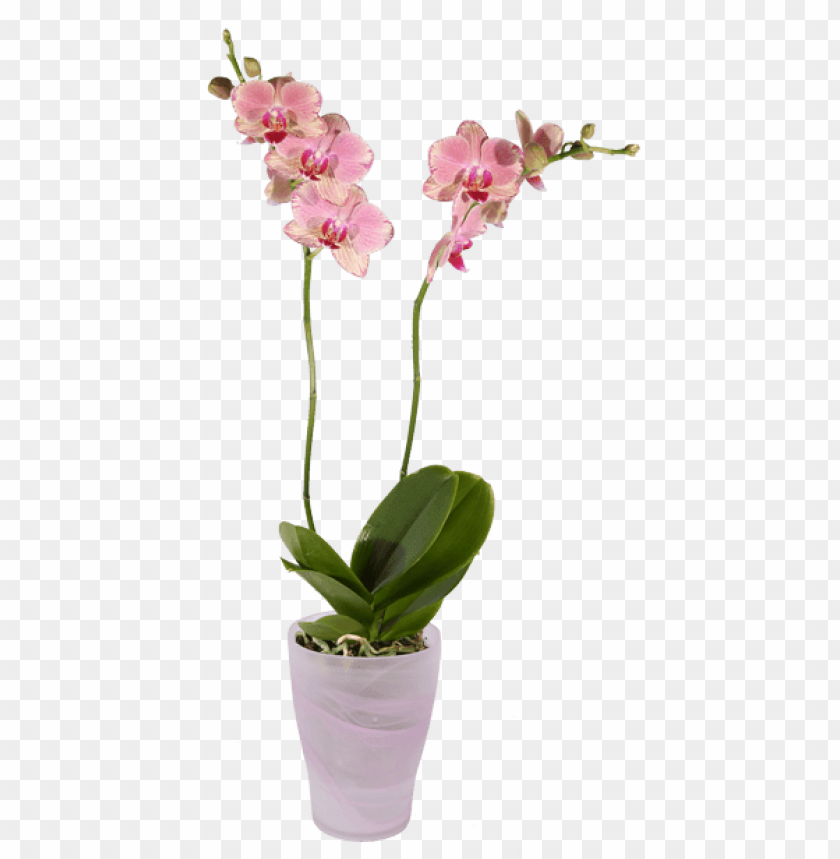 halaenopsis orchid pink pot transparent orchid pot PNG transparent with Clear Background ID 185060