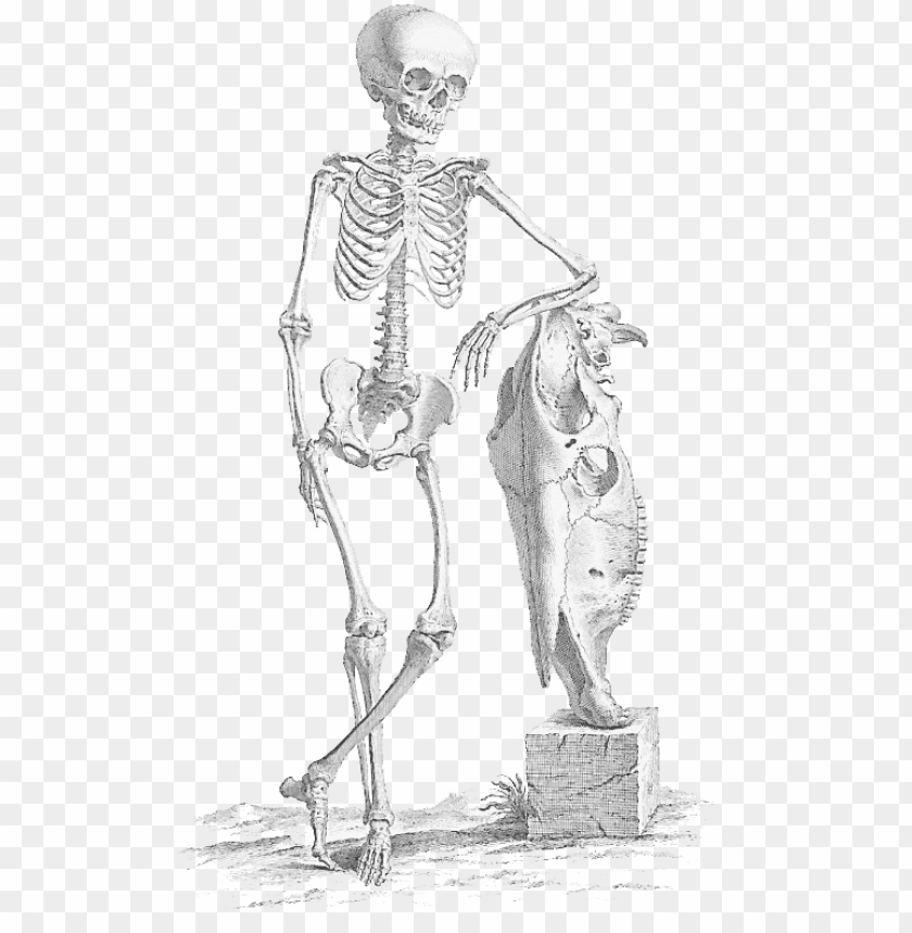 free PNG halloween skeleton skeleton PNG image with transparent background PNG images transparent