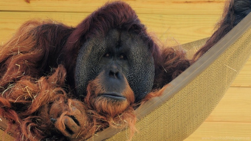 free PNG hammock, orangutan, straw, wall, wool wallpaper background best stock photos PNG images transparent