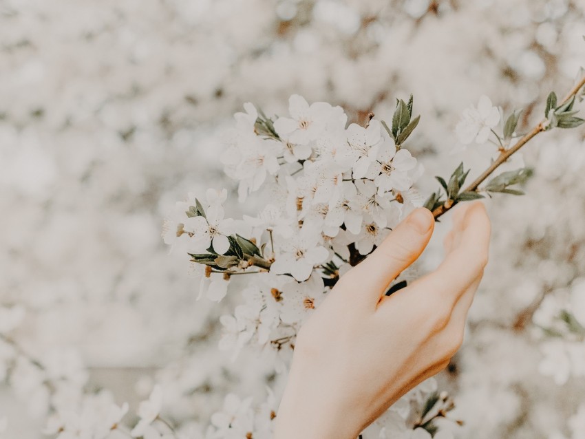 hand, branch, flowers, sakura, spring, tenderness