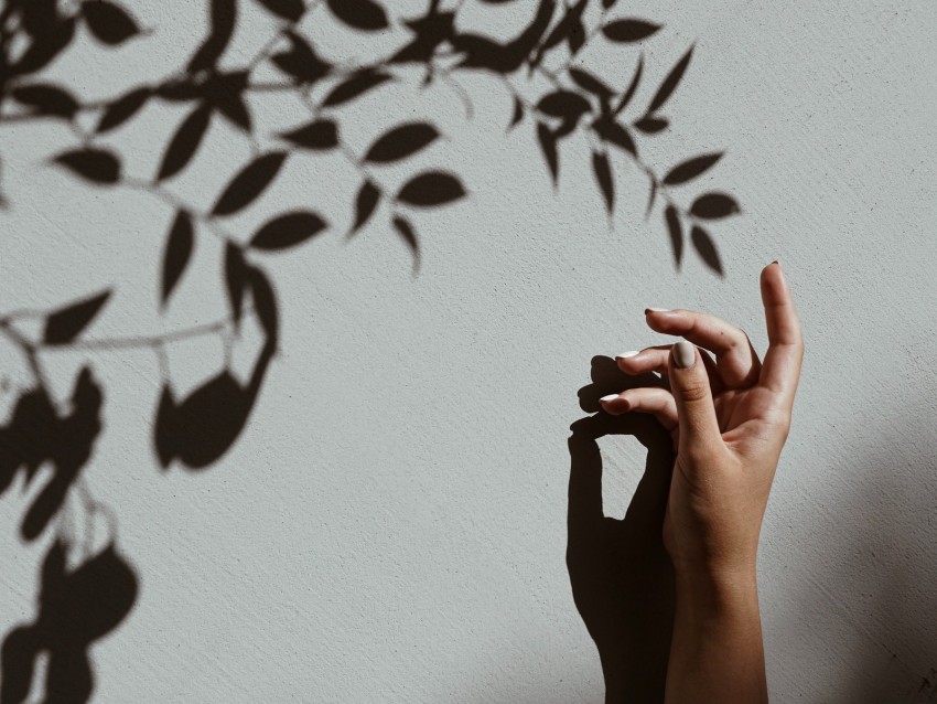 hand, branch, shadow, wall
