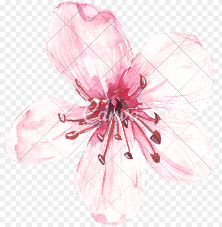 Hand Drawing Of Watercolour Pink Flower - Watercolor Painti PNG Transparent With Clear Background ID 205843