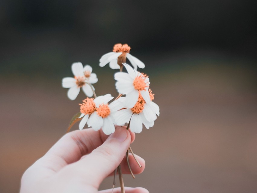 hand, flowers, field, tenderness, blur