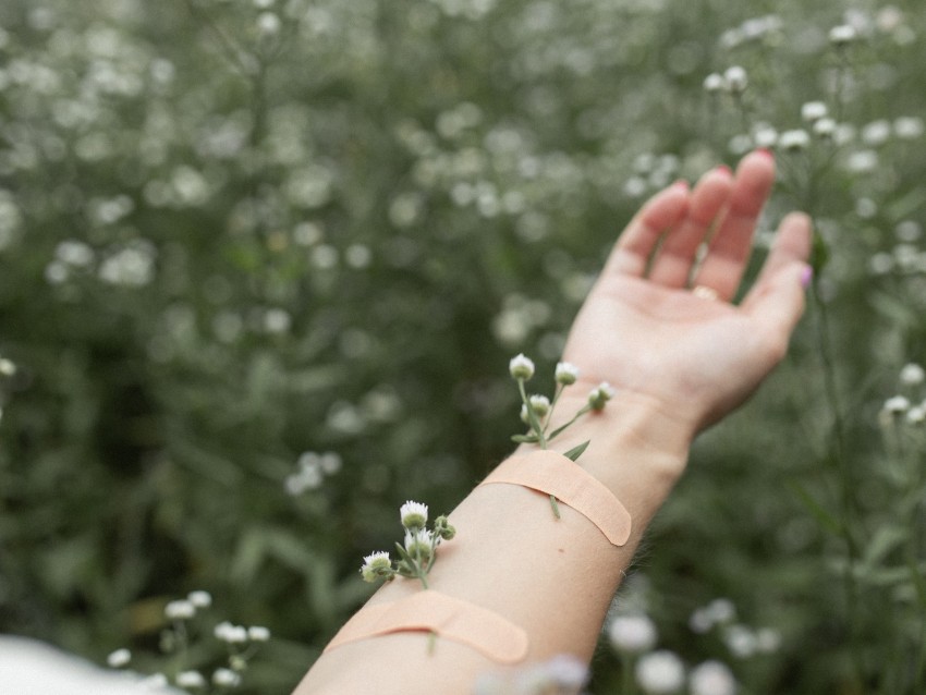 hand, flowers, patch, field, daisies