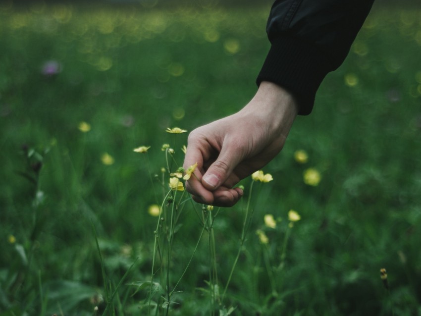 hand, grass, touch, flowers