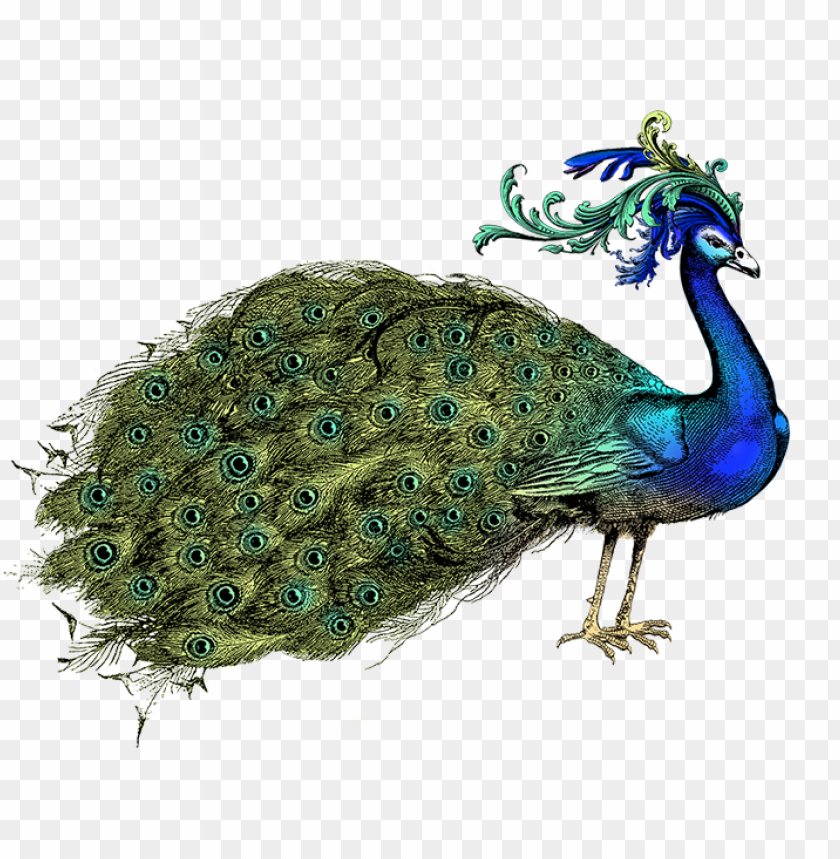 hand holding a fan peacock - peafowl PNG image with transparent background  | TOPpng