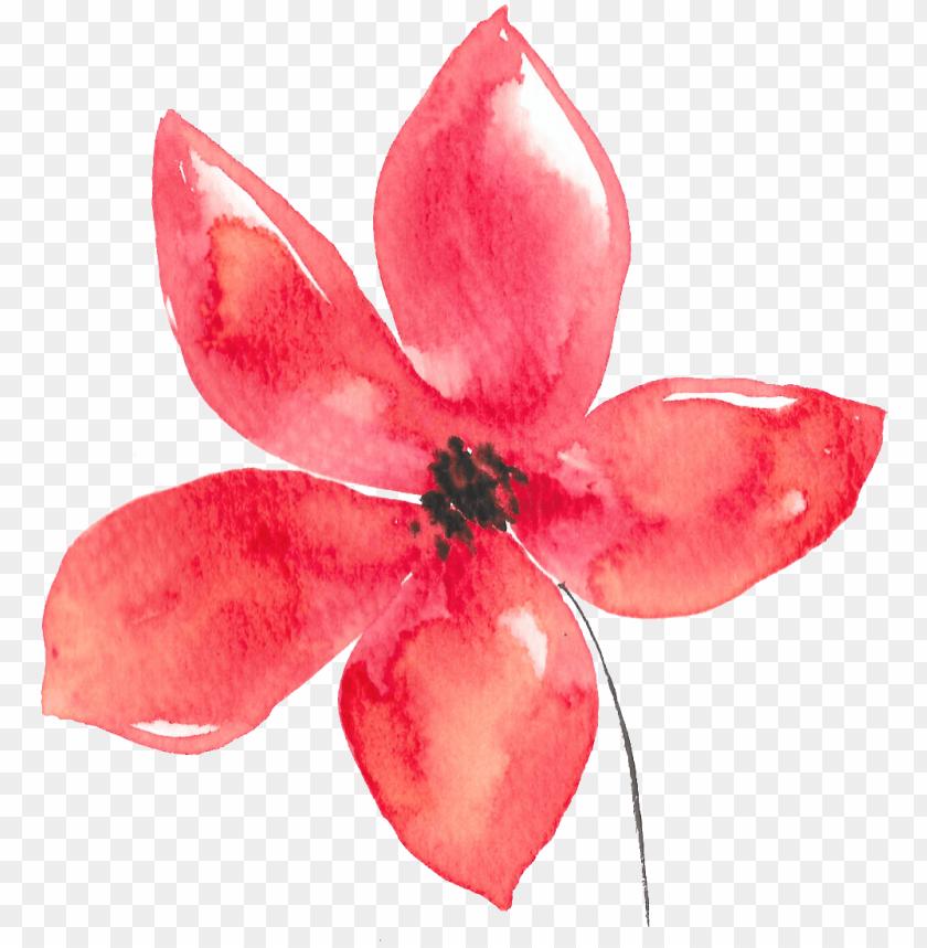 hand painted five petals red flower watercolor transparent - flor acuarela  PNG image with transparent background | TOPpng