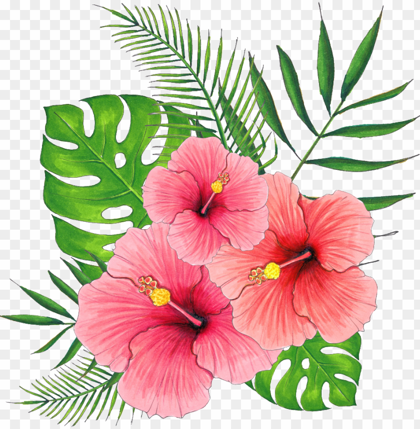 Hand Painted Summer Hibiscus Flower Png Transparent - 扶桑 花 PNG Transparent With Clear Background ID 229368