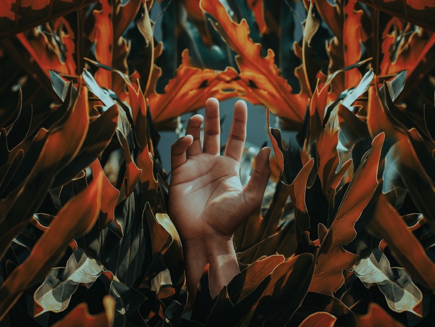 hand, palm, leaves, plant, fingers