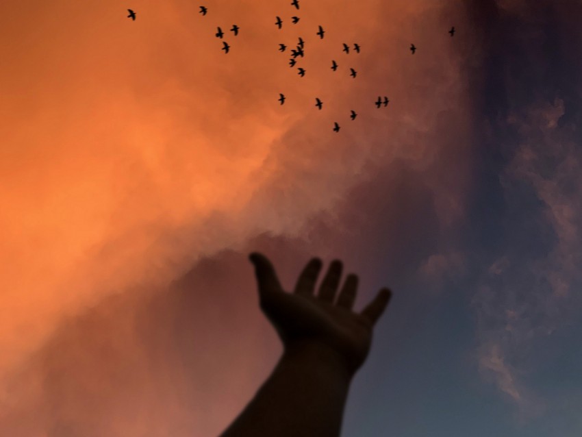 hand, sky, birds, clouds, twilight